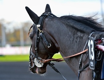 La première course de trot réservée aux 2 ans a lieu samedi