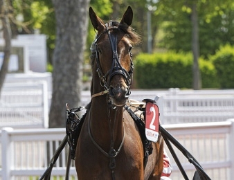Le Grand Prix Anjou-Maine, quinté + PMU du mercredi 4 octobre au Mans.