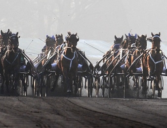 Le Grand Prix d'Amérique sacre tous les ans le meilleur trotteur attelé