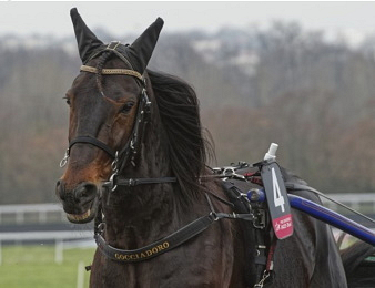 Le Prix de la Côte d'Azur, quinté + PMU du jeudi 7 janvier à Cagnes-sur-Mer.