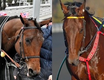 Le Prix de Sélection a lieu samedi 2 mars à Vincennes