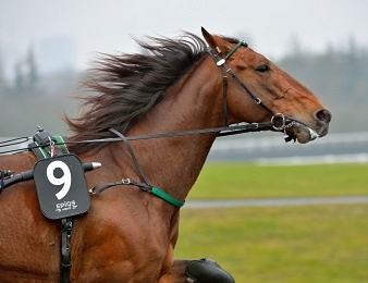 Le Prix Querido II, quinté + PMU du vendredi 5 mars à Laval.