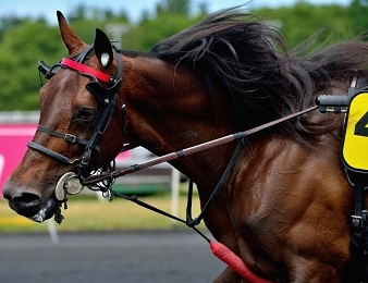 Le programme de Bold Eagle jusqu'au Prix d'Amérique 2018