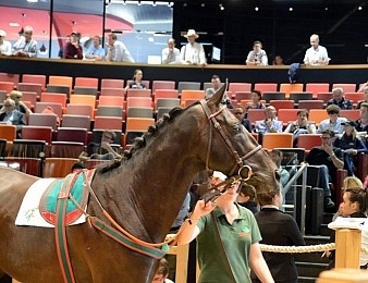 Les ventes de yearlings d'août Arqana ont été satisfaisantes
