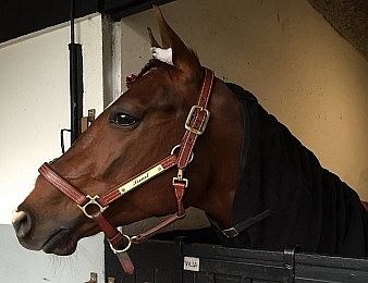 Lionel sera au départ du Prix Kerjacques ce vendredi 6 mais à Vincennes