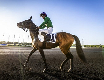 Lionheart, vainqueur du Prix de Normandie - Etrier 5 ans Finale