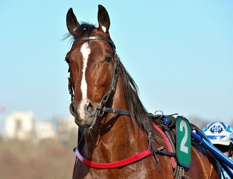 Looking Superb a balayé l'opposition