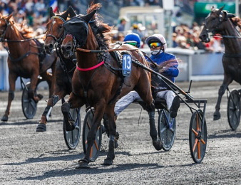 Lovino Bello est actuellement le meilleur 3 ans d'Europe au trot.