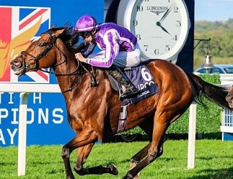 Magical sera au départ de la Breeder's Cup Turf ce samedi 7 novembre.