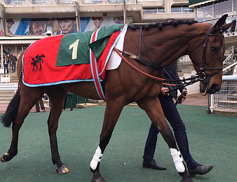 Milord Thomas effectuera sa rentrée dans le Prix Murat le 7 avril à Auteuil