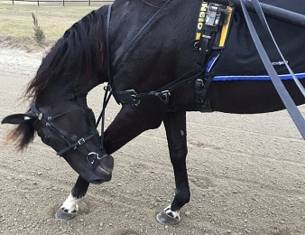 Nuncio sera en piste ce samedi 1 avril à Solvalla