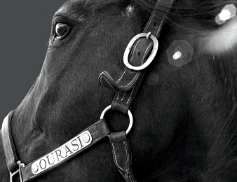 Ourasi a remporté quatre Prix d'Amérique