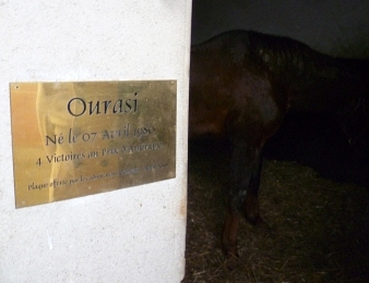 Ready Cash peut marcher sur les traces d'Ourasi