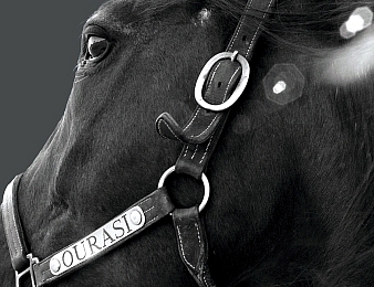 Ourasi est mort le 12 janvier 2013