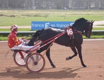 Plus de peu que de mal pour Punchy lors du Prix d'Amérique 2013