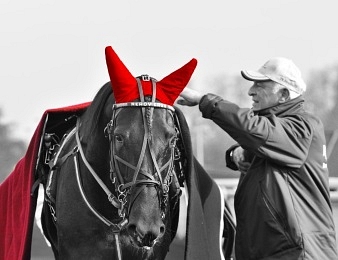Ready Cash : un champion sur les pistes et au haras