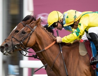 Rougir tente sa chance dans la Breeders Cup ce samedi 6 novembre.