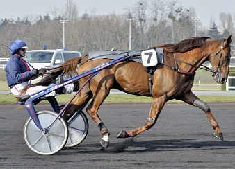 Royal Dream avait remporté le Grand Prix d'Amérique 2013