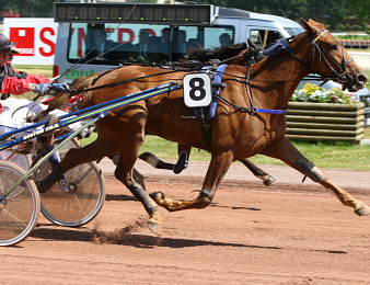 Seize trotteurs prennent part au Quinté+ du jour