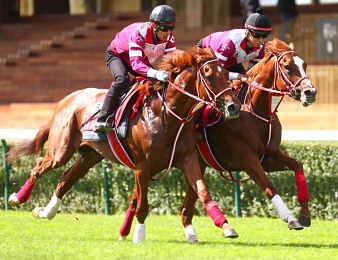 Shin Emperor, à droite, lors de son galop d'essai à ParisLongchamp