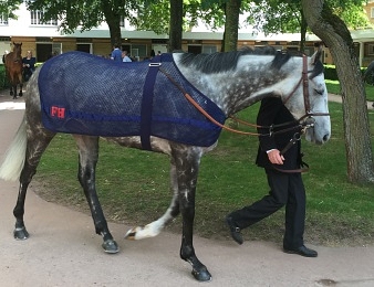 Solow ne défendra pas son titre dans le Dubaï Turf