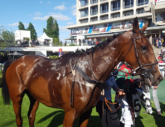Srelighonn est le meilleur steeple-chaser de 4 ans