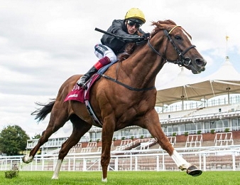 Stradivarius fait sa rentrée ce mercredi 28 avril sur l'hippodrome d'Ascot.
