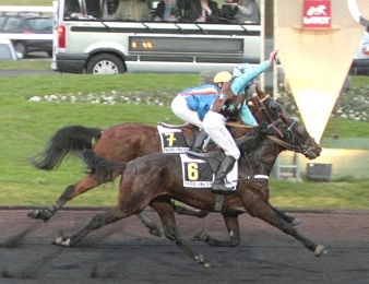 Tango Quick est l'actuel leader de sa génération au trot monté