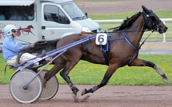 The Best Madrik a remporté 13 courses