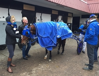 Timoko devient le cheval français le plus riche de l'histoire.