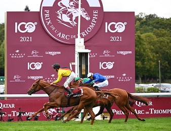 Torquator Tasso entre au haras