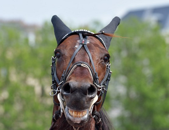 Traders en route pour le Prix de Cornulier