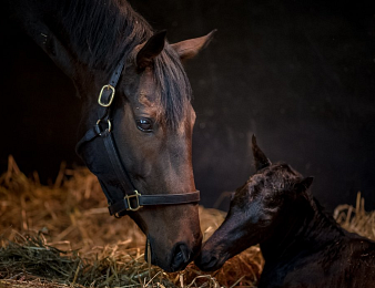 Trêve a donné naissance à son premeir foal