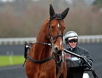 Twister Bi termine dernier lors de sa rentrée à Solvalla ce mardi 20 novembre