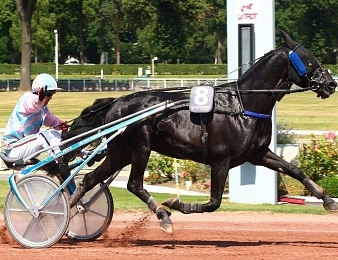 Valko Jenilat sera favori du Prix des Cevennes ce jeudi 2 octobre à Vincennes