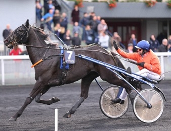Viking Blue, favori annoncé du quinté+ PMU du mercredi 19 octobre à Salon-de-Provence