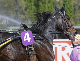 Vivid Wise As est invaincu à Cagnes-sur-Mer