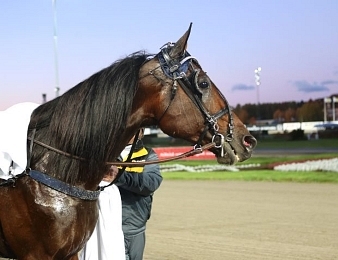 Volstead remporte la Sweden Cup à Solvalla ce samedi 27 mai