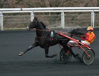 Voltigeur de Myrt sera au départ de l'Olympiatravet le samedi 29 avril à Aby