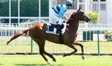 Aristote
