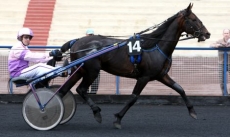 Paon Royal