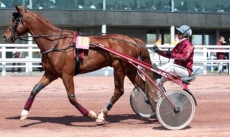 Prestige Guichen