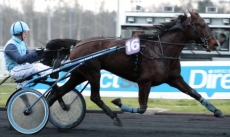 Rosa du Houlbet