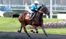 Reglisse Magic