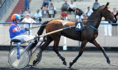 Nice Gold du Lys