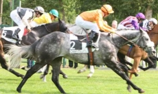 Marchand d'Or