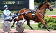 Petrone du Vivier