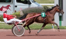 Singga des Racques