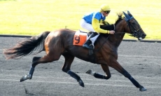 Royal Quito