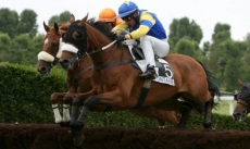 Gerfaut